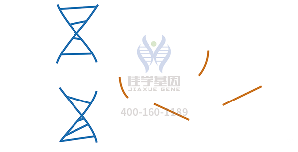 <b>【yp街机(中国)基因检测</b>